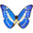 Morpho Cypres